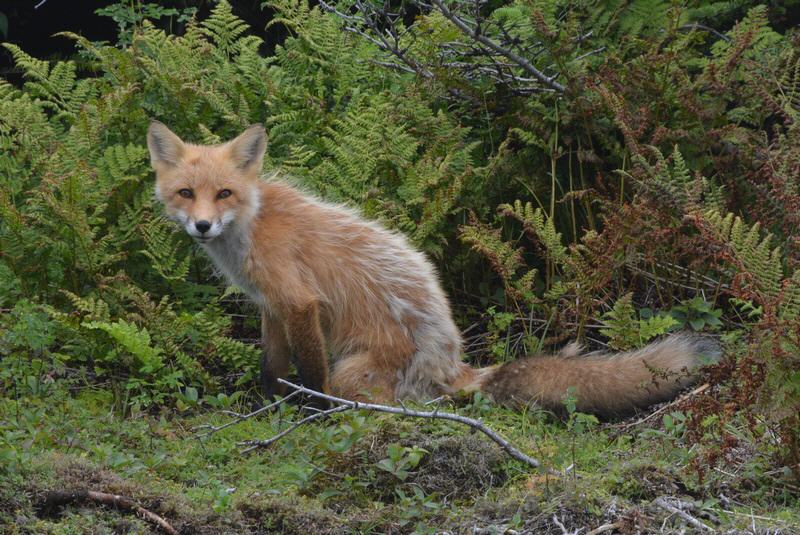 Pippy Park Campground, St. John, NFLD/Kanada