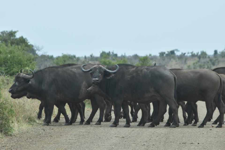 Eine Herde von geschätzt mehr als 300 Büffeln.