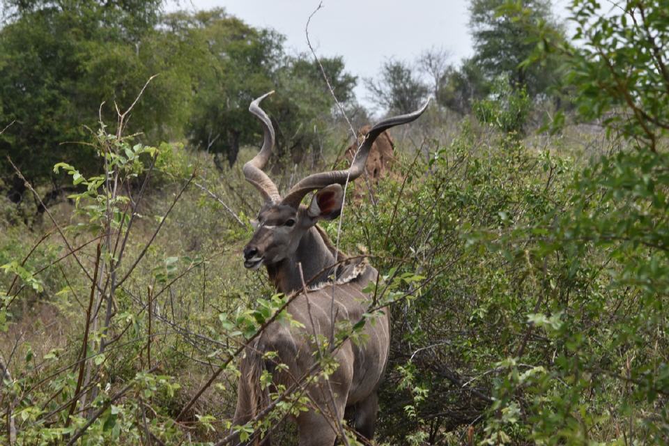 Kudu