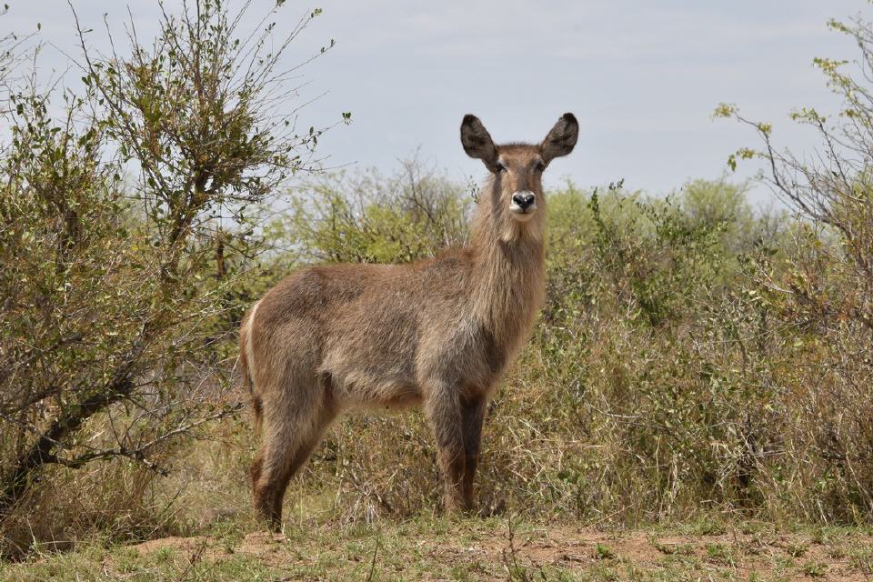 Wasserbock