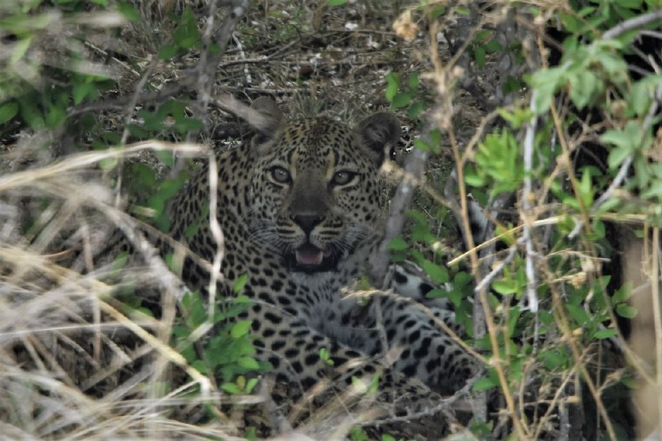 und zum ersten Mal sehen wir Leoparden