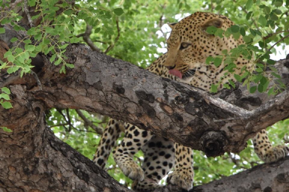 Unser dritter Leopard auf einer Pirschfahrt.