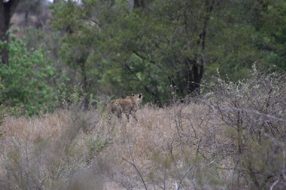 Unser einziger Gepard.