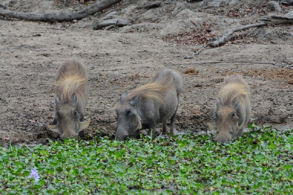 Warzenschweine