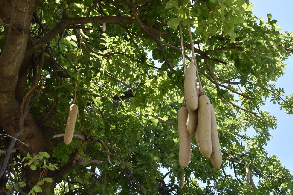 "Sausage Tree"