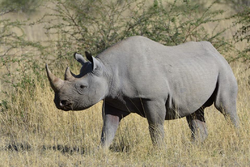 Ein seltenes Spitzmaulnashorn