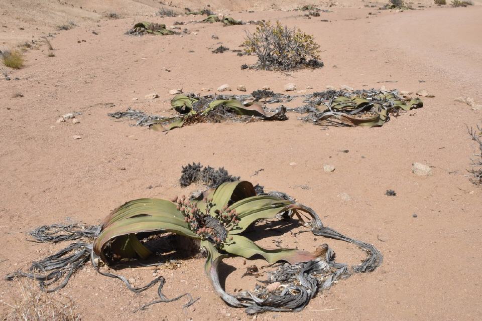 Welwitschia 