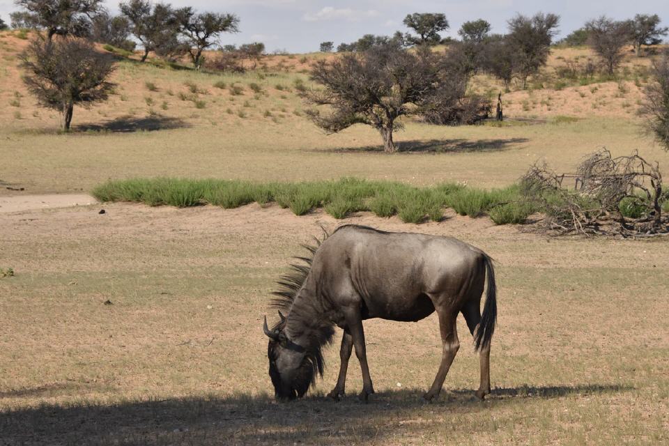 Gnu