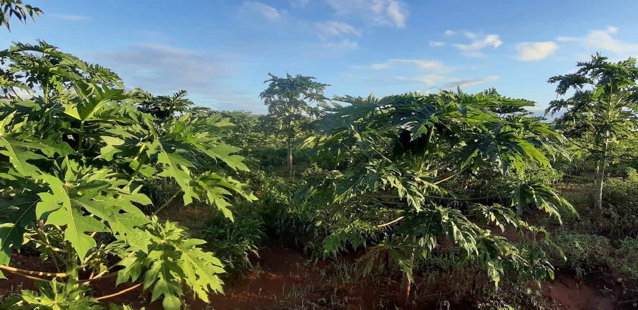 Impressionen auf der Farm: Papayapflanzen