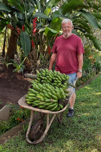 Ernte der Kochbananen