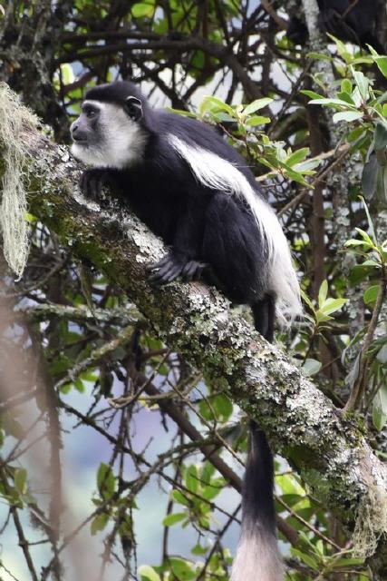 Colobus-Affen