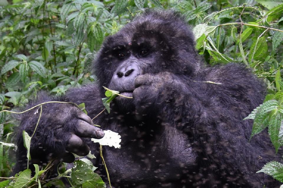 Fliegen lieben Gorillas!