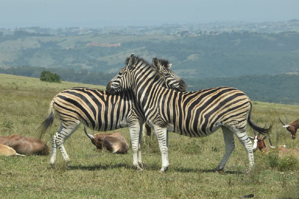 "Zebra in Love"