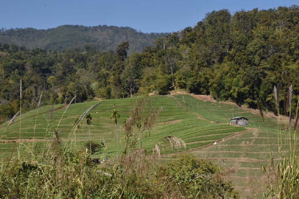 Teeplantagen