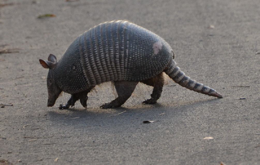 und ein Armadillo