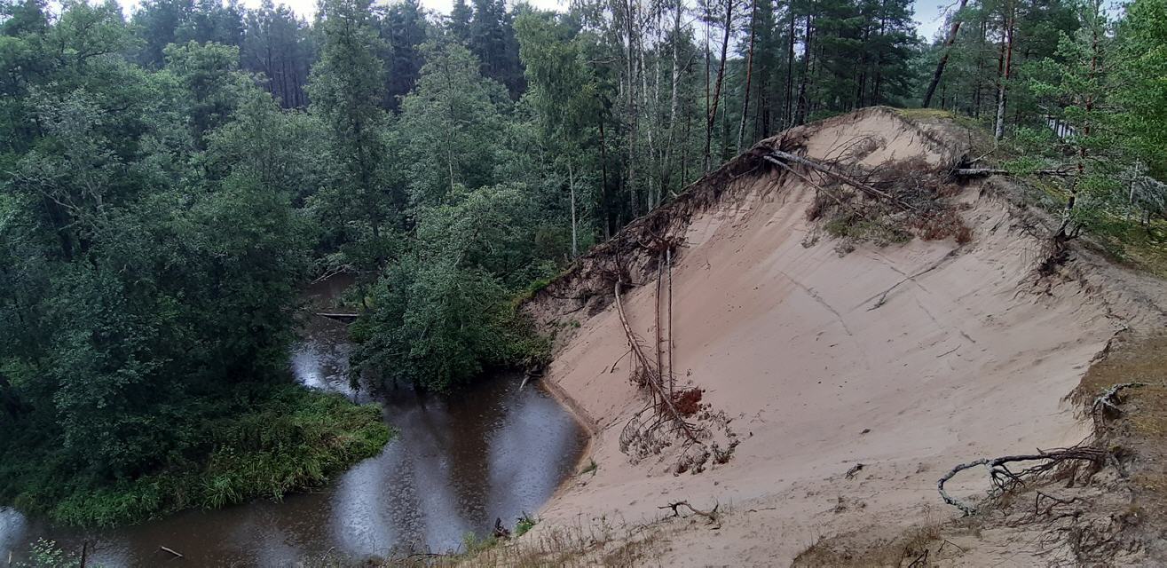 "Weiße Dünen" im Wald