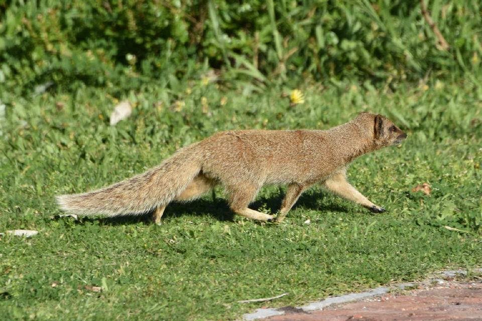 "Wildlife" am Campingplatz