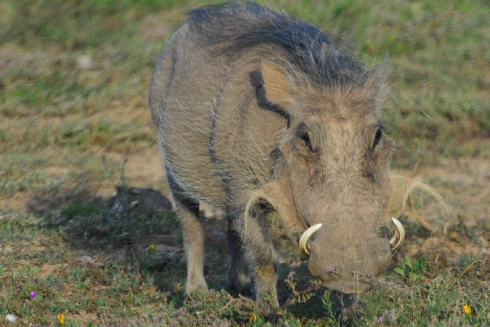 Warzenschwein