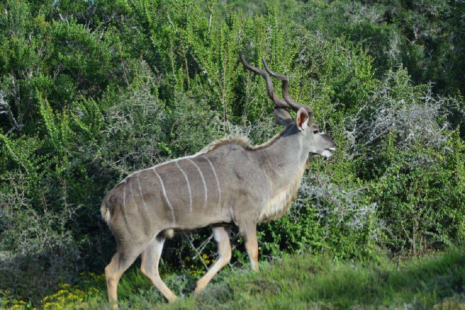 Kudu