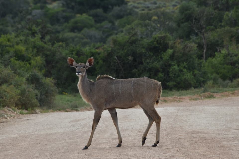 Kudu