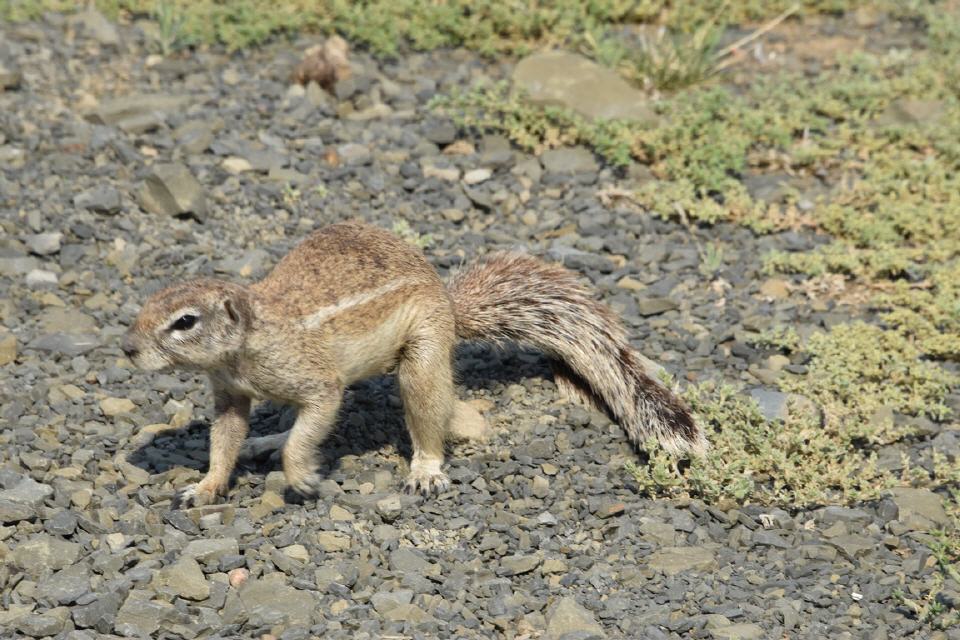 Erdhörnchen