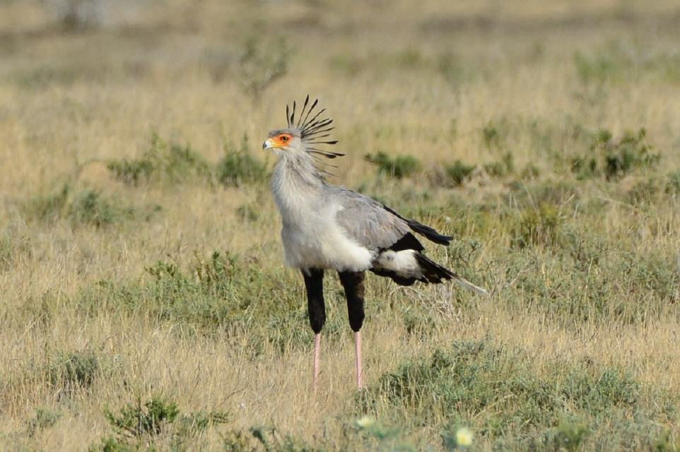 Sekretärvogel