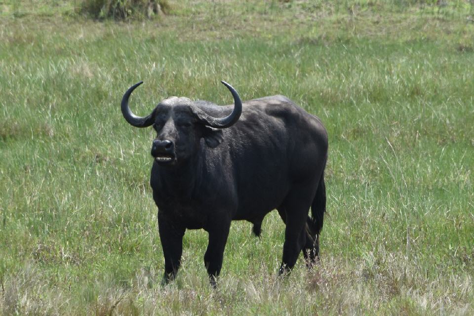 Und die Nummer 3 der "Big Five": Büffel