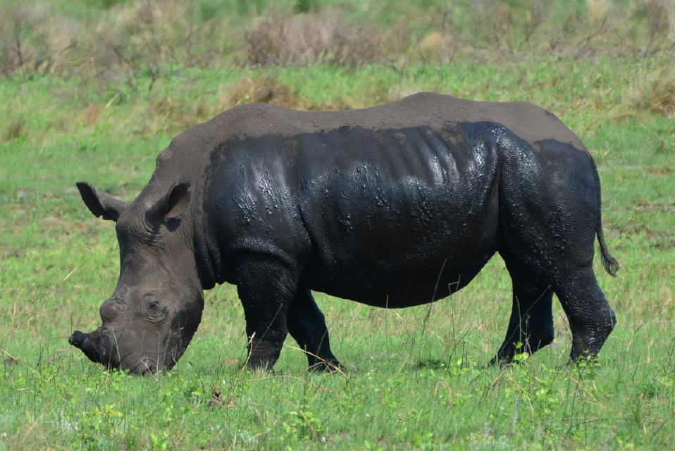 Und die Nummer 4: ein Breitmaulnashorn